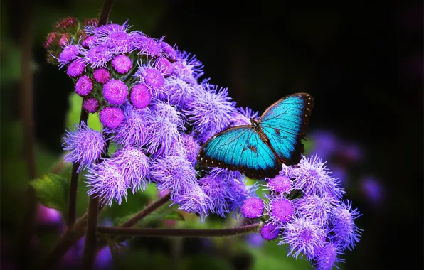 Картинка цветок, тропики, обои, бабочка, крылья, экзотика