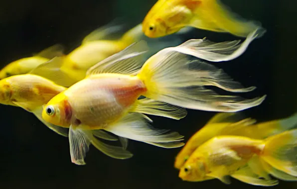 Gold, underwater, sea, goldfish, fishes, fish, swimming