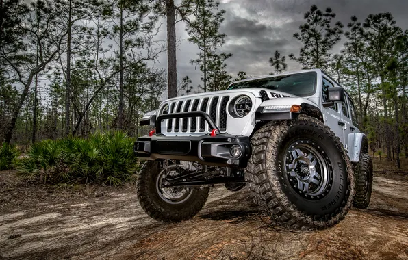 Лес, внедорожник, Jeep Wrangler