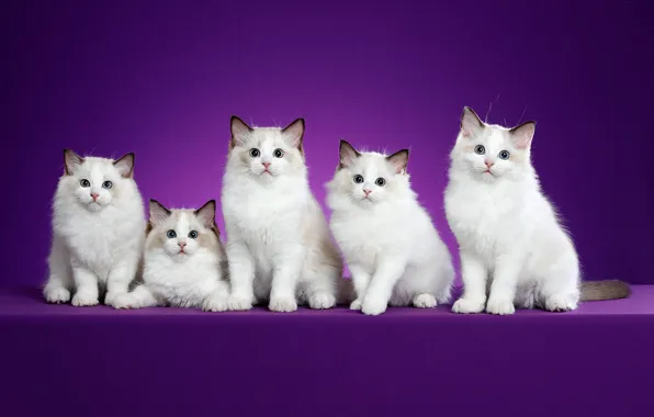 Взгляд, кошки, поза, фон, сиреневый, мордочка, котята, белые