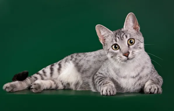 Картинка кот, порода, египетская мау