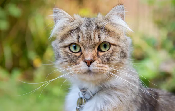 Кошка, кот, взгляд, портрет, ошейник, зеленые глаза
