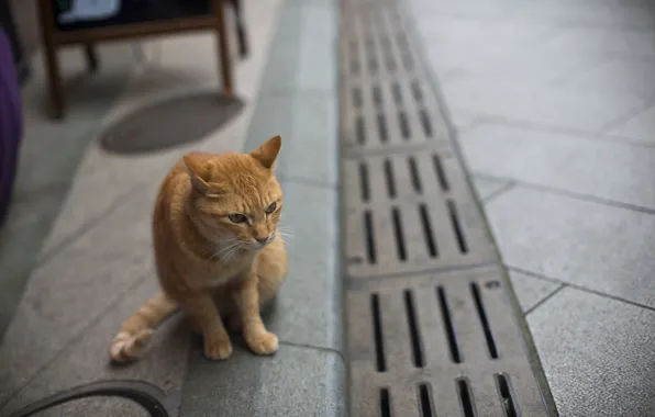 Кот, улица, рыжий, котейка