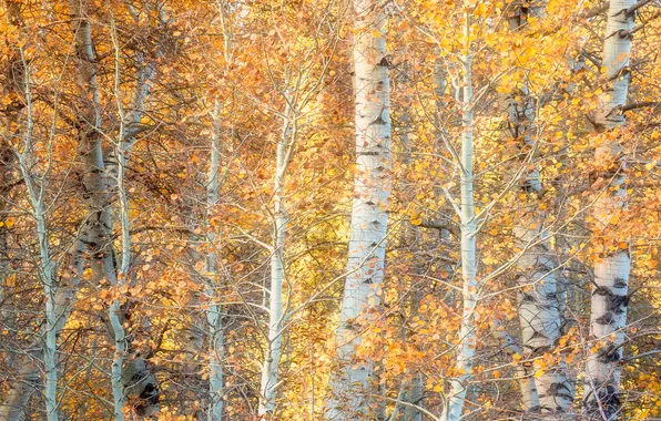 Осень, лес, деревья, природа, стволы, листва, желтые листья, осины