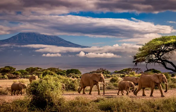 Картинка небо, облака, деревья, горы, слон, саванна, Африка, слоны