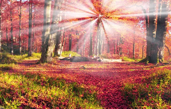 Картинка Природа, Осень, Деревья, Лес, Листья, Украина, Карпаты, Лучи Света
