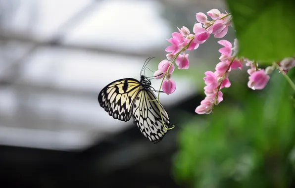 Бабочки, цветы, бабочка, насекомое, тайланд