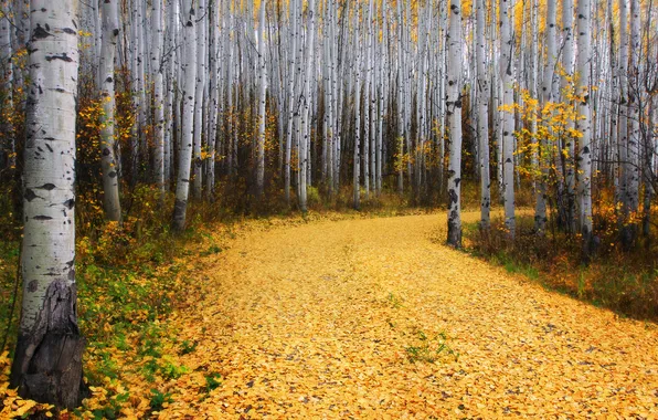 Картинка дорога, осень, листья, деревья, природа