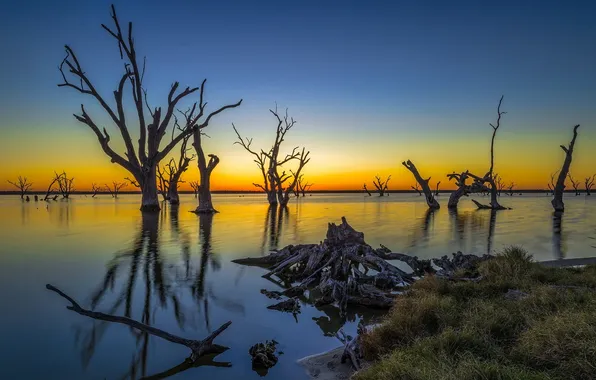 Картинка trees, Australia, Lake Bonney