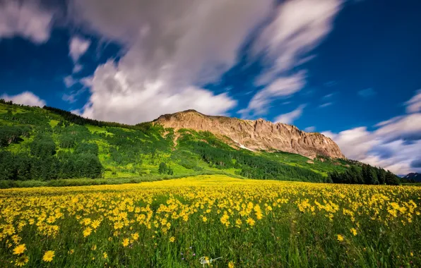 Облака, цветы, горы, луг, Колорадо, Colorado, Crested Butte Mountain Resort
