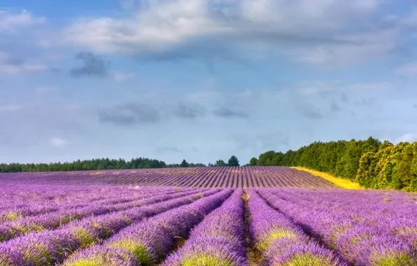 Поле, деревья, Франция, лаванда, Provence