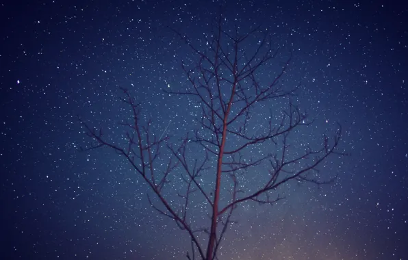 Картинка космос, звезды, деревья, ночь, ветви