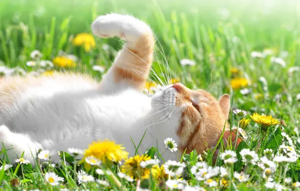 Поле, кошка, кот, солнце, цветы, ромашки, лежит, одуванчики