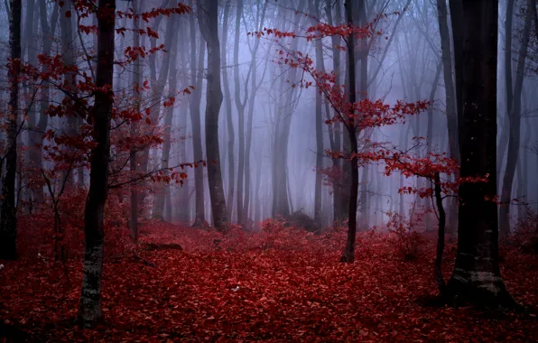 Картинка осень, лес, листья, деревья, ветки, природа, туман, красные