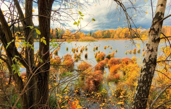 Осень, лес, деревья, ветки, берег, водоем, кочки