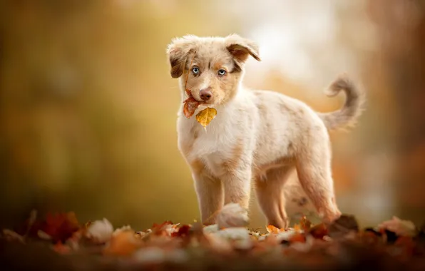 Картинка осень, взгляд, листья, фон, собака, малыш, щенок, австралийская овчарка