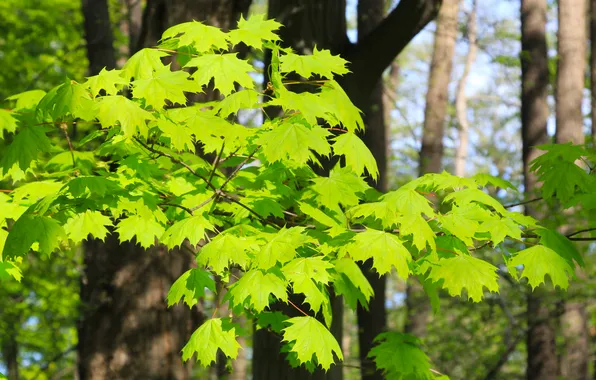 Forest, park, leafs, spring, twig