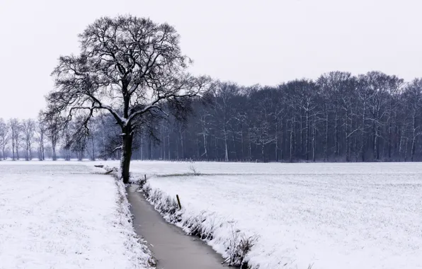 Картинка зима, поле, дерево