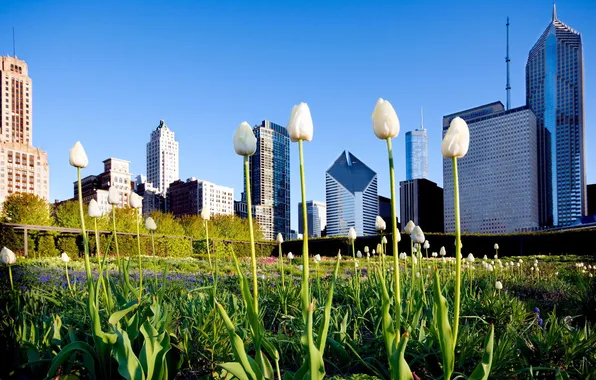 Картинка лето, трава, цветы, парк, здания, небоскребы, Чикаго, Chicago