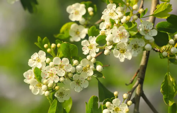 White, flower, spring, bloom, twig