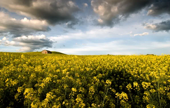 Цветы, Италия, Italy, flowers, Lazio, Лацио, Монтальто-ди-Кастро, Montalto di Castro
