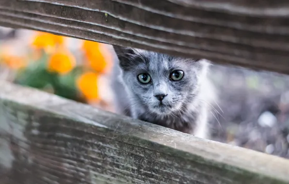 Кошка, глаза, кот, взгляд, цветы, котенок, серый, фон