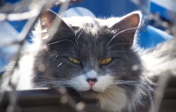 Кот, Красивый, Шура
