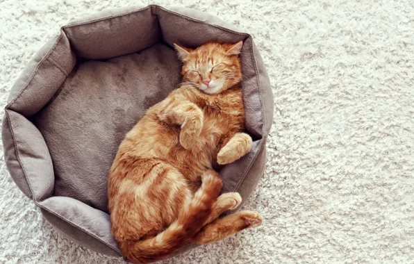 Картинка кот, ковёр, рыжий, спит, лежит