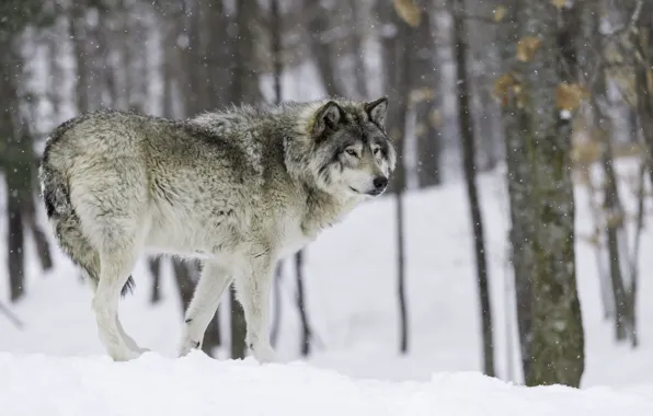 Зима, волк, хищник