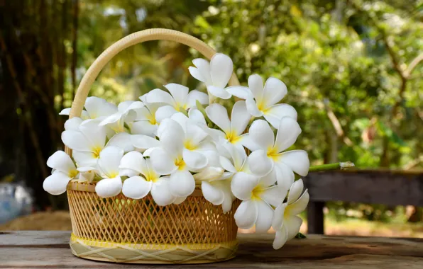 Цветы, корзина, white, белые, flowers, плюмерия, plumeria