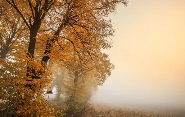 Autumn, morning, foggy