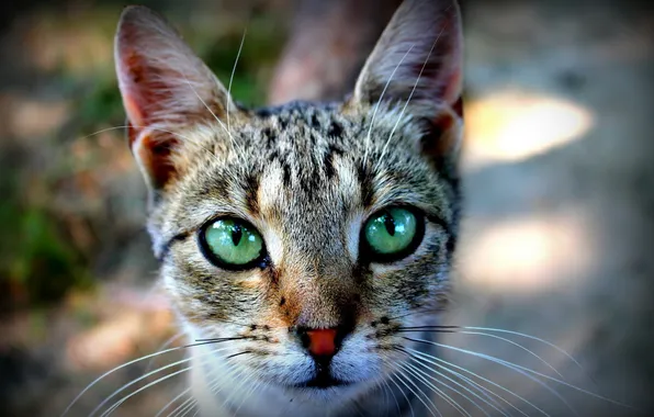 Картинка кошка, кот, мордочка, зеленые глаза