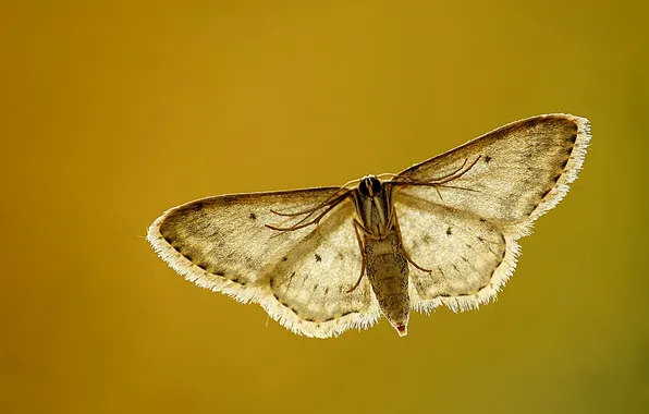 Полет, крылья, коричневый, flying, brown, wings, моли, moth