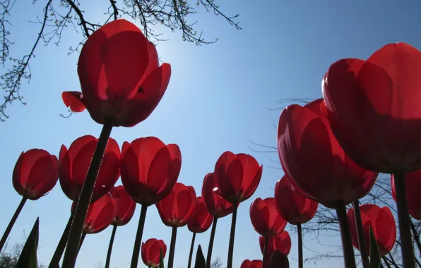 Картинка flowers, nature, landscape