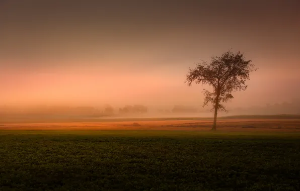 Поле, туман, дерево, field, tree, fog