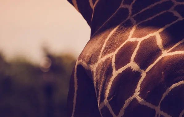 Полосы, узор, жираф, animals, giraffe, spots