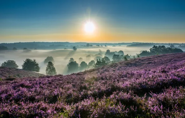 Картинка туман, восход, рассвет, утро, Нидерланды, Netherlands, вереск, Гелдерланд