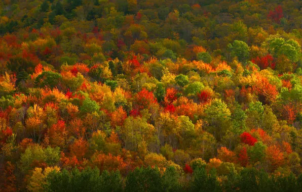 Картинка осень, лес, деревья, краски, текстура