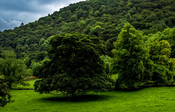 Зелень, лес, трава, деревья, Великобритания, Derbyshire