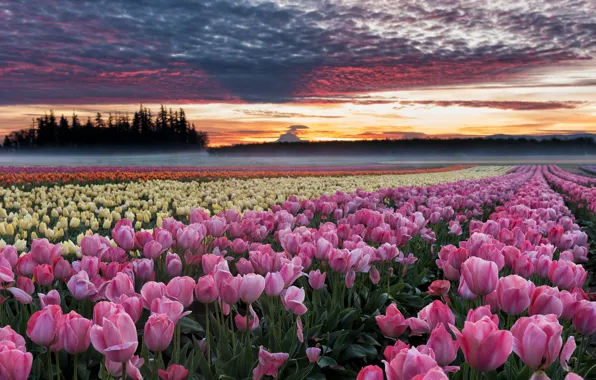 Картинка поле, цветы, рассвет, утро, Орегон, тюльпаны, плантация
