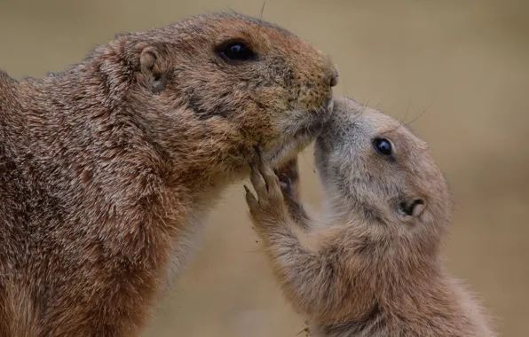 Грызун, Луговые собачки, Prairiedogs