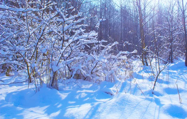 Winter, snow, cold