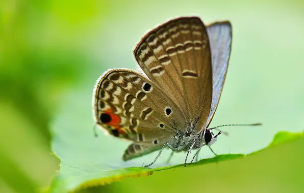 Картинка лист, бабочка, крылья