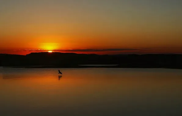 Закат, птицы, озеро, отражение, зеркало, оранжевое небо