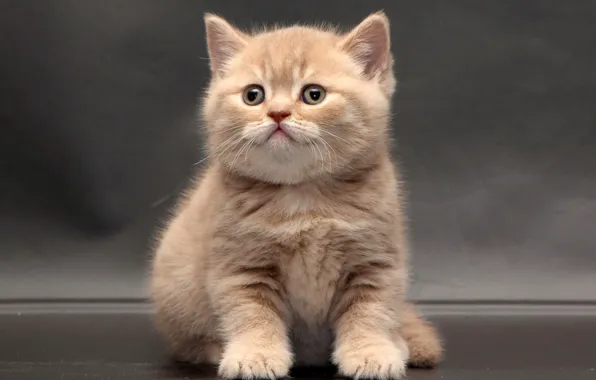Малыш, котёнок, Британская короткошёрстная кошка
