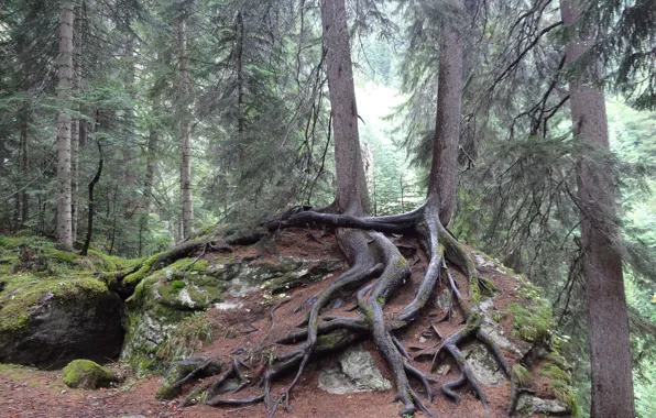 Деревья, сплетение, кавказ
