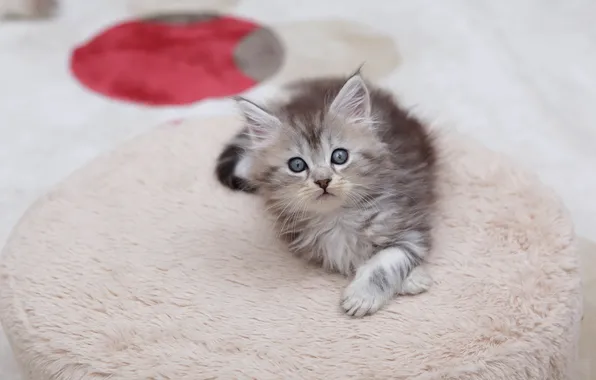 Кошка, взгляд, поза, котенок, мордашка