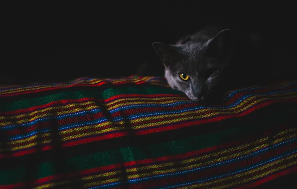 Картинка кошка, глаза, кот, взгляд, морда, полоски, темнота, темный фон
