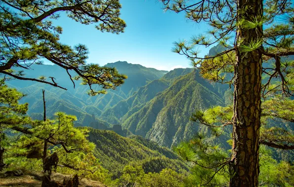 Картинка зелень, лес, небо, солнце, деревья, горы, ветки, La Palma