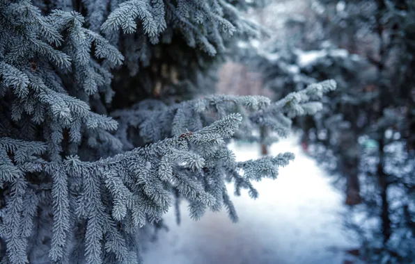 Картинка зима, снег, иголки, природа, ели, сосны, веточки